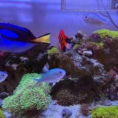 海水魚の画像