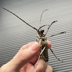 シロスジカミキリの画像