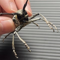 シロスジカミキリの画像