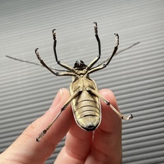 シロスジカミキリの画像