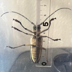 シロスジカミキリの画像