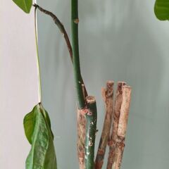 観葉植物　パキラの画像