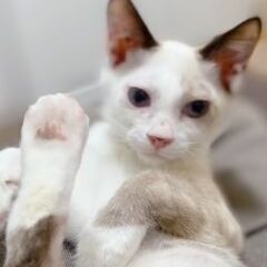 超かわいい♡耳としっぽが茶色のシャム系の白猫　ゆう君