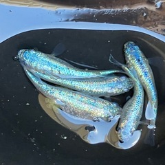 (決まりました)ネプチューン　メダカ　♂２♀３　産卵中　５匹の画像