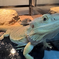 フトアゴトカゲ　ケージ　の画像