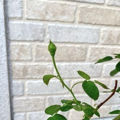 白バラ　パブロア　大苗の画像