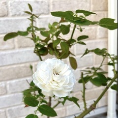 白バラ　パブロア　大苗の画像