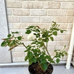 白バラ　パブロア　大苗の画像