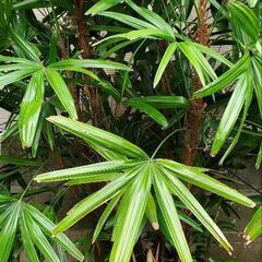 豪華で立派で涼しげな観葉植物 『観音竹』の画像