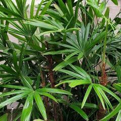 豪華で立派で涼しげな観葉植物 『観音竹』の画像
