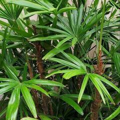 豪華で立派で涼しげな観葉植物 『観音竹』の画像