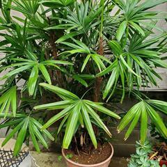 豪華で立派で涼しげな観葉植物 『観音竹』の画像
