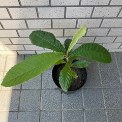 ビワ　枇杷　40センチの画像