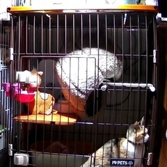 キャットケージの画像