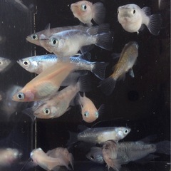 ⭐️コロコロメダカセット⭐️ 15匹　ダルマ系です　15匹の画像