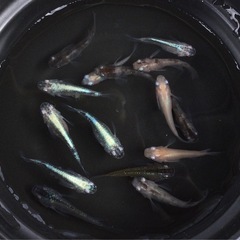 ⭐️コロコロメダカセット⭐️ 15匹　ダルマ系です　15匹の画像