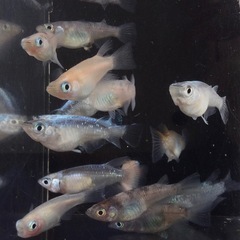 ⭐️コロコロメダカセット⭐️ 15匹　ダルマ系です　15匹の画像