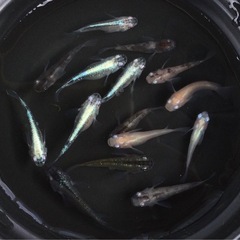 ⭐️コロコロメダカセット⭐️ 15匹　ダルマ系です　15匹の画像