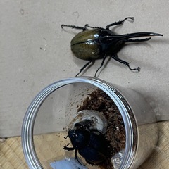ヘラクレスヘラクレス（ペア）の画像