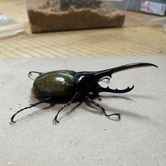 ヘラクレスヘラクレス（ペア）の画像