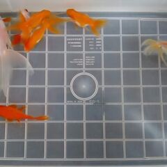 琉金⑮７匹の画像