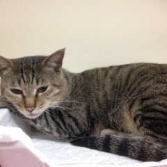 緊急！成猫里親募集！ − 東京都