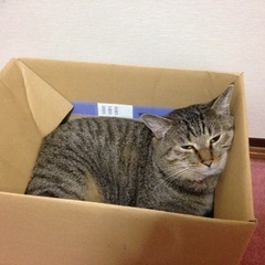 緊急！成猫里親募集！ - 猫
