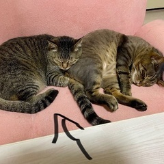 緊急！成猫里親募集！ - 里親募集