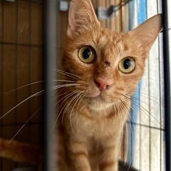 里親さん決まりました　幸せになってほしいママ猫さん − 三重県