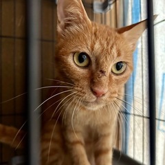 里親さん決まりました　幸せになってほしいママ猫さん - 猫