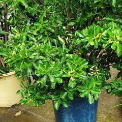 観葉植物『マサキ』の画像