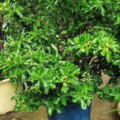 観葉植物『マサキ』の画像