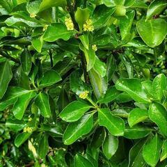 観葉植物『マサキ』の画像