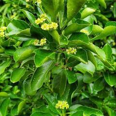 観葉植物『マサキ』の画像