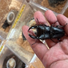 交渉成立【特価】ホペイオオクワガタペア①の画像