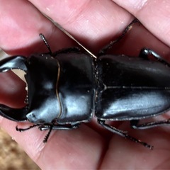 交渉成立【特価】ホペイオオクワガタペア①の画像