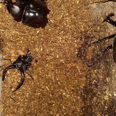 カブトムシオスとメスセットの画像
