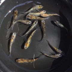 商談中⭐️青ラメと黄三色ラメ⭐️ 35匹　まとめ売りの画像