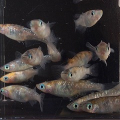 商談中⭐️青ラメと黄三色ラメ⭐️ 35匹　まとめ売りの画像