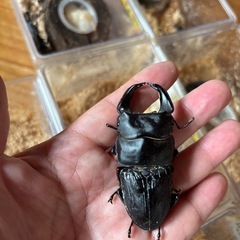 【特価】ホペイオオクワガタペア②の画像