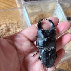 【特価】ホペイオオクワガタペア②の画像