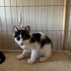 白黒男の子③里親さん決定