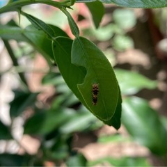 ナミアゲハの卵と幼虫
の画像