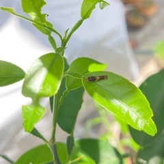 ナミアゲハの卵と幼虫
の画像