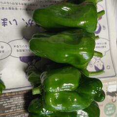 畑で採れたての野菜　3種類の画像