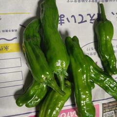 畑で採れたての野菜　3種類の画像