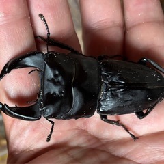 【特価】ホペイオオクワガタペア③の画像