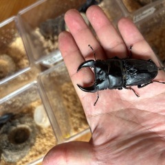 【特価】ホペイオオクワガタペア③の画像
