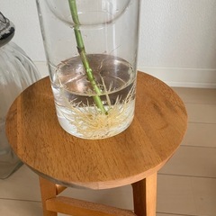 ③観葉植物　フィカス アルテシーマ　の画像