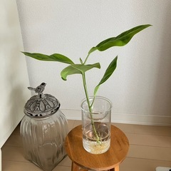 ③観葉植物　フィカス アルテシーマ　の画像